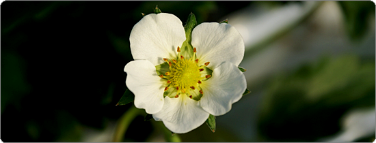 とちおとめの花の写真