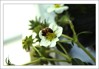 いちごの花に受粉するミツバチ